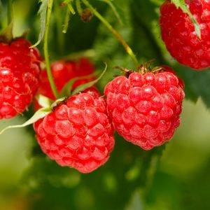 Heritage Everbearing Raspberry Bush - USDA Organic