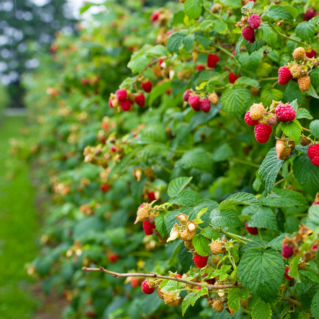 Heritage Everbearing Raspberry Bush - USDA Organic - Image 2