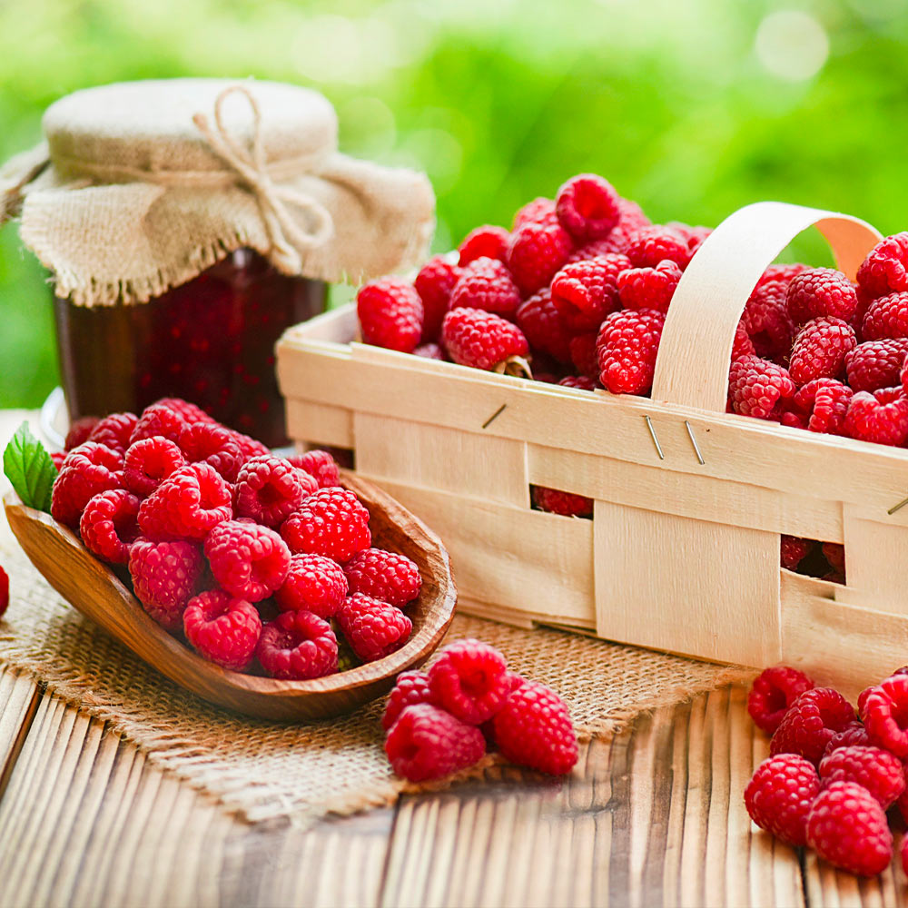 Heritage Everbearing Raspberry Bush - USDA Organic - Image 3