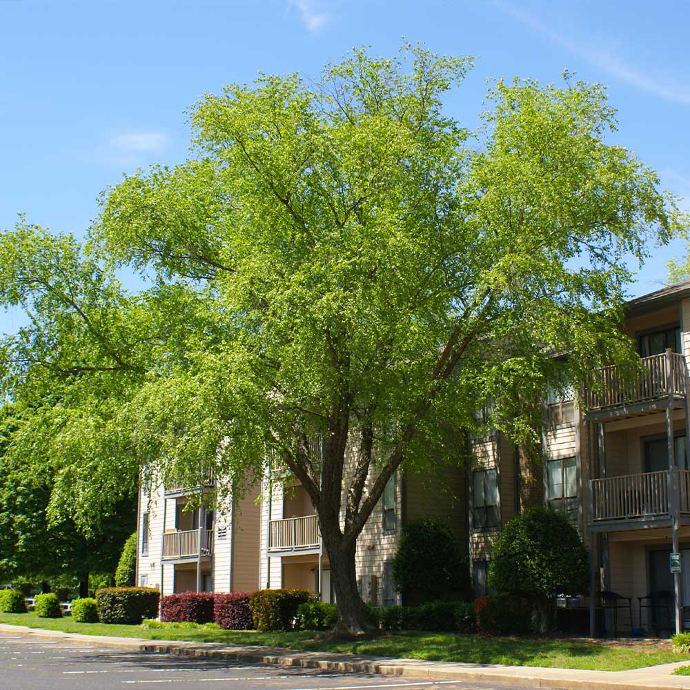 Heritage® River Birch - Image 2