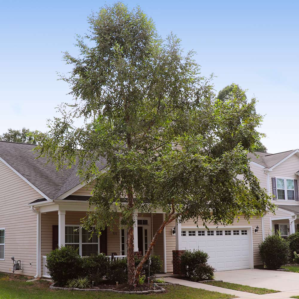 Heritage® River Birch - Image 3