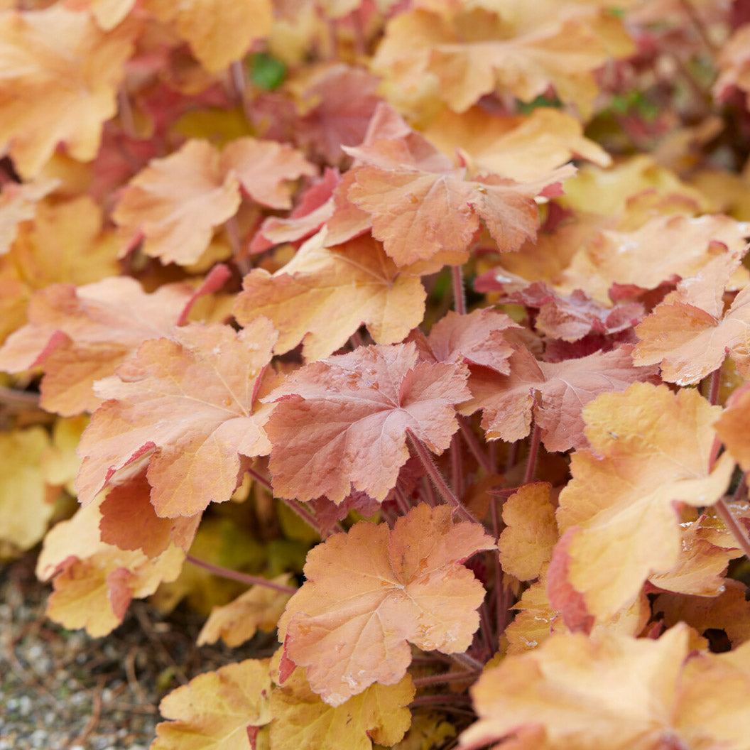 Caramel Heuchera Plant - Image 2