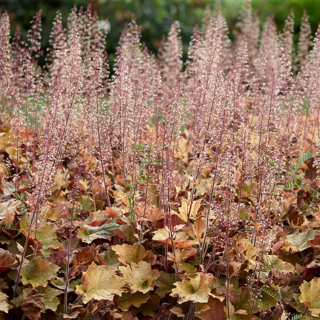 Caramel Heuchera Plant - Image 3