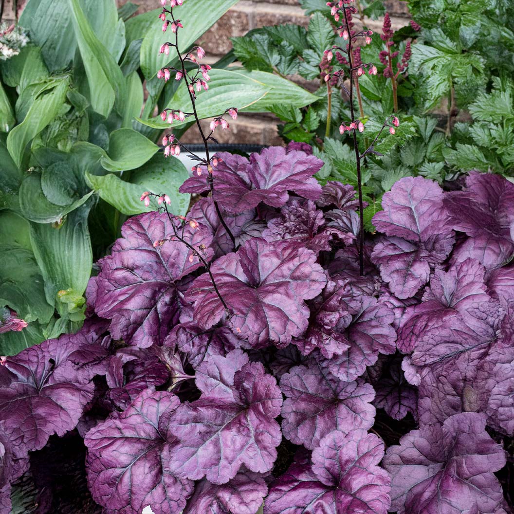 Dolce® Wildberry Heuchera (Coral Bells) - Image 2