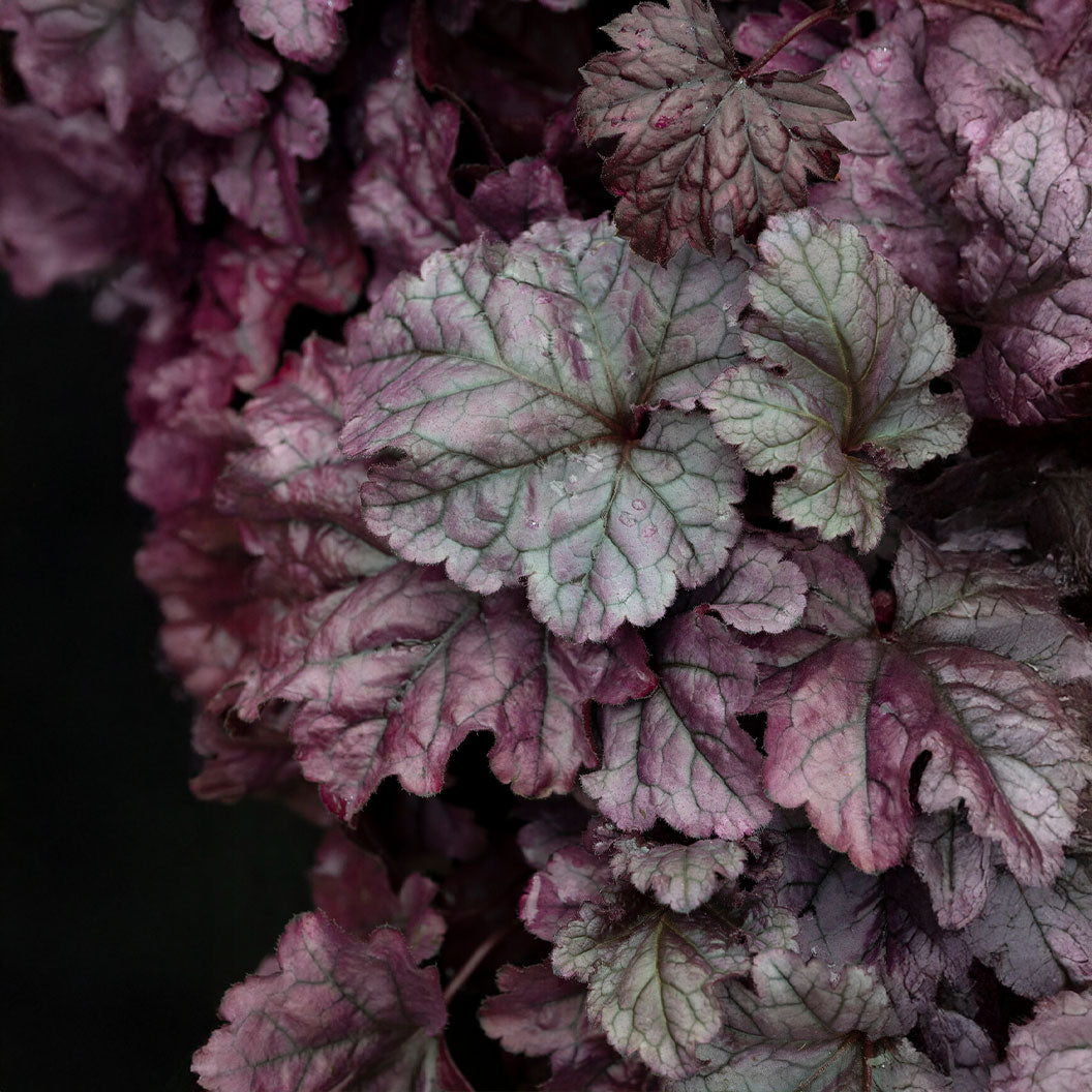 Dolce® Wildberry Heuchera (Coral Bells) - Image 3