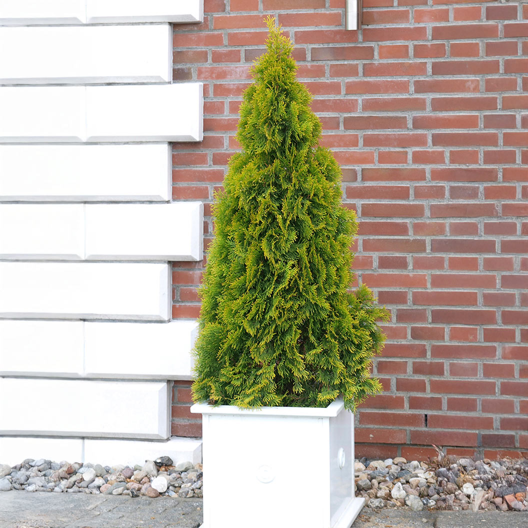 Southern Living® Highlights™ Arborvitae Thuja - Image 3