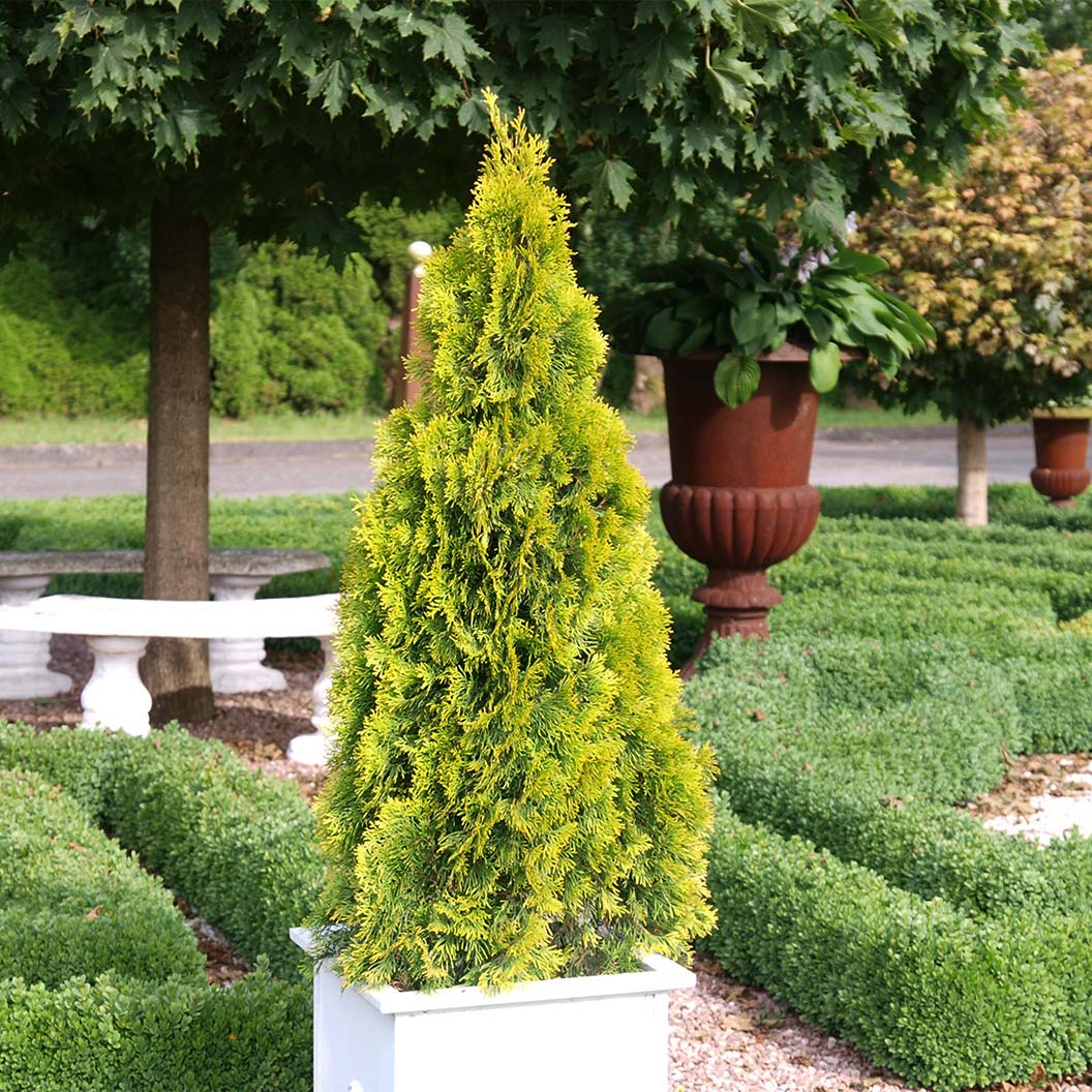 Southern Living® Highlights™ Arborvitae Thuja