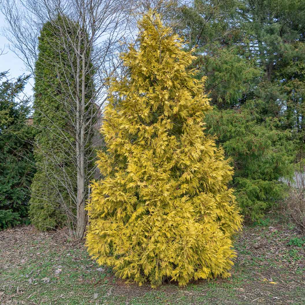 Southern Living® Highlights™ Arborvitae Thuja - Image 2