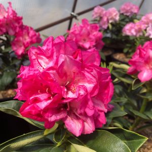 Holden's Fuchsia Hybrid Rhododendron Shrub