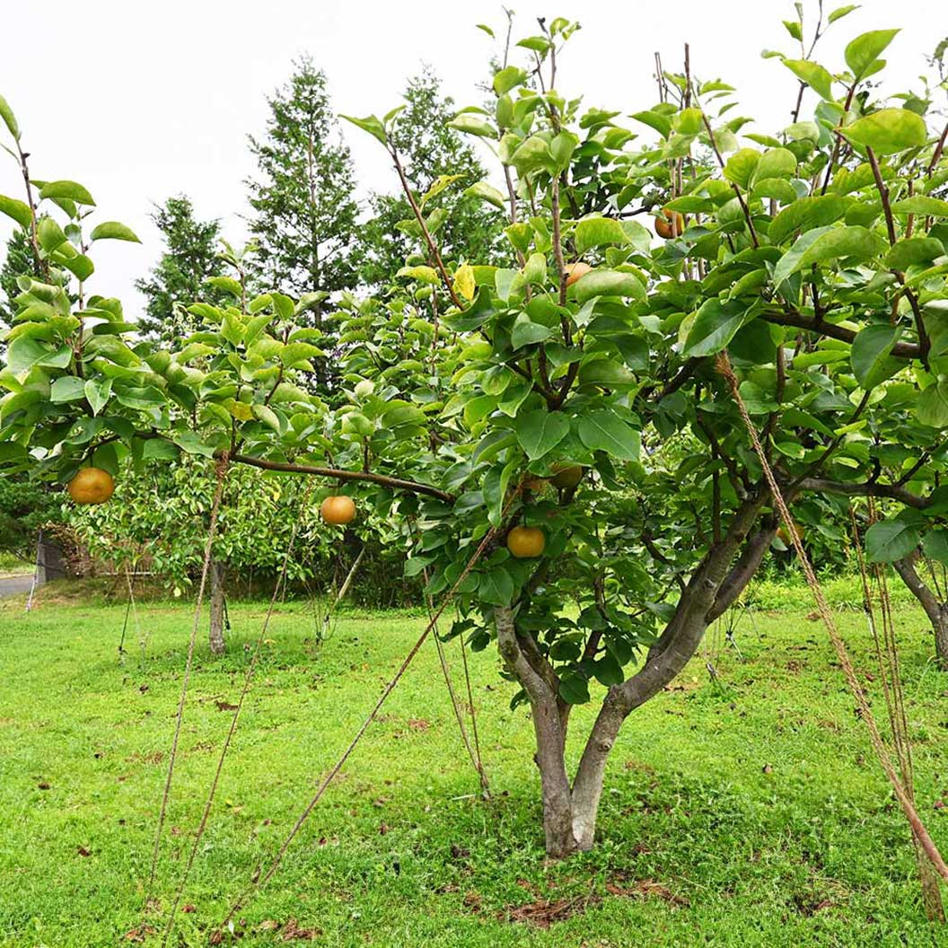 Hosui Asian Pear Tree - Image 2