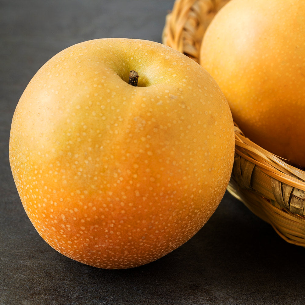 Hosui Asian Pear Tree - Image 4