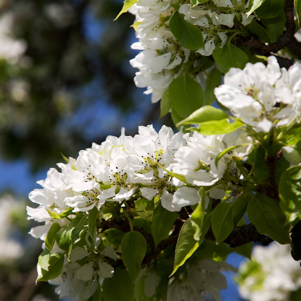 Hosui Asian Pear Tree - Image 6