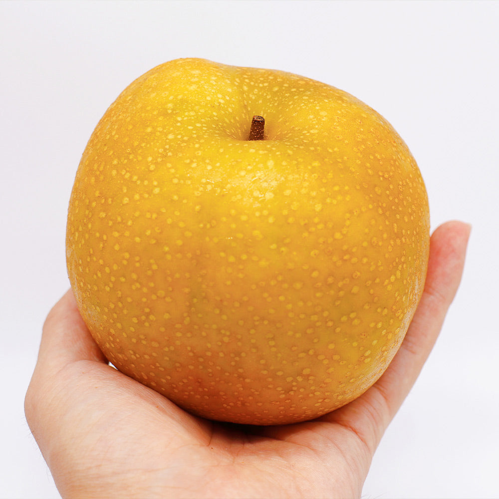 Hosui Asian Pear Tree - Image 5