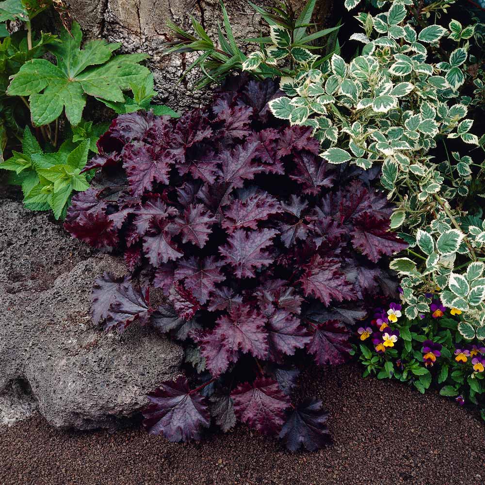 Palace Purple Heuchera - Image 2