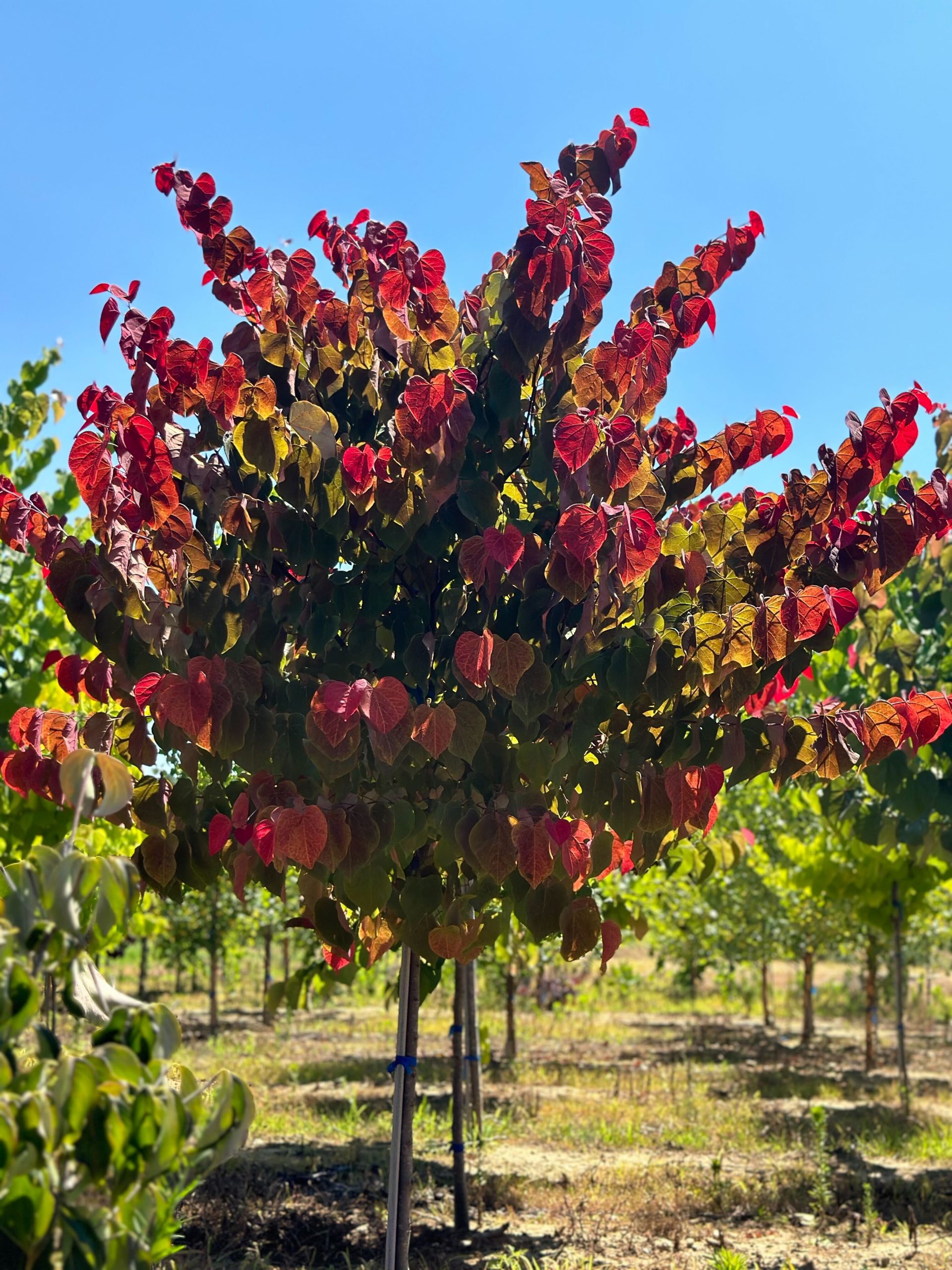 Hearts A'Fire™ Redbud Tree - Image 4