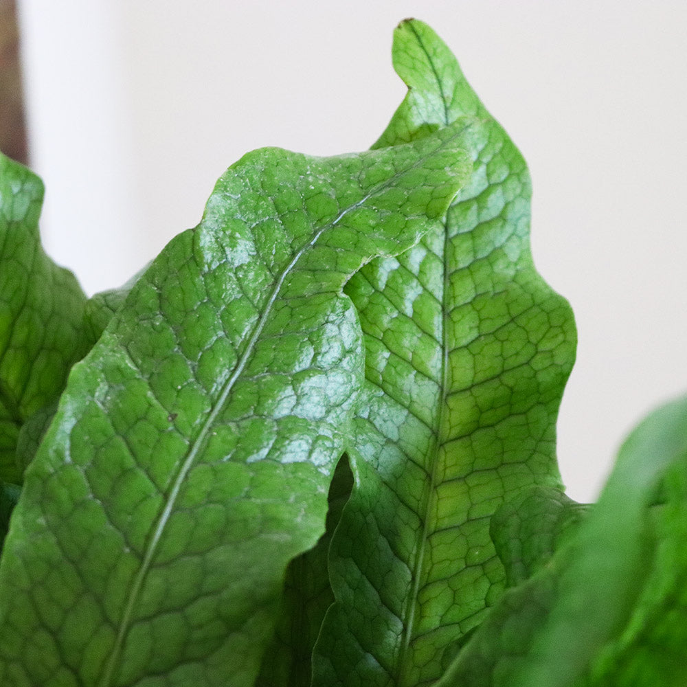 Crocodile Fern - Image 2