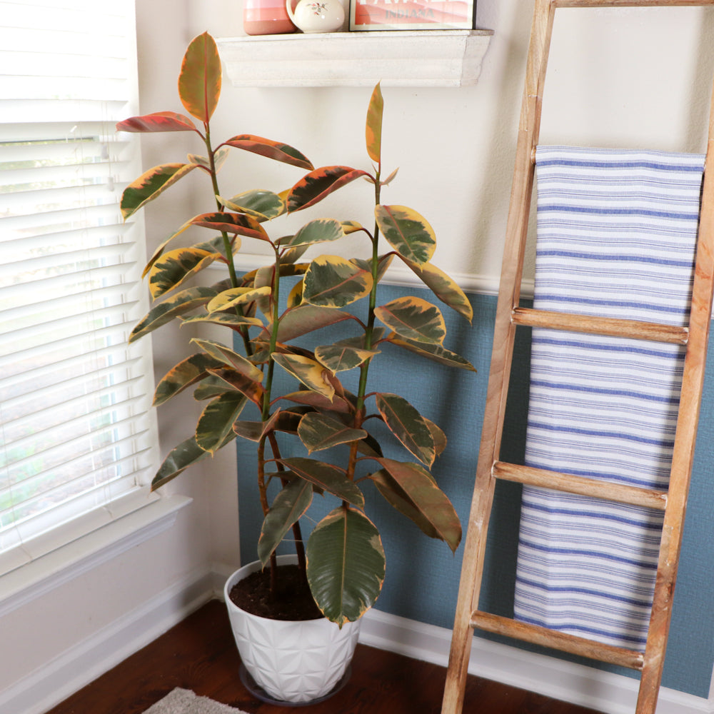 Ficus Ruby (Variegated Rubber Plant) - Image 2