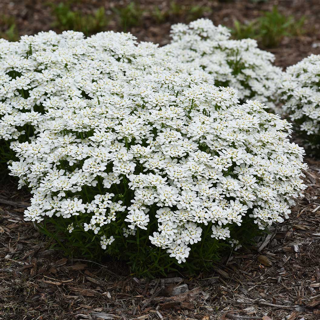 Better Versions® Snowsation™ Candytuft Plant - Image 2