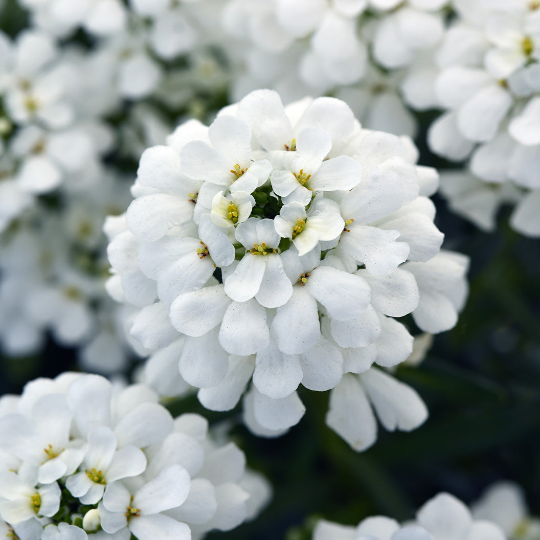 Better Versions® Snowsation™ Candytuft Plant - Image 3
