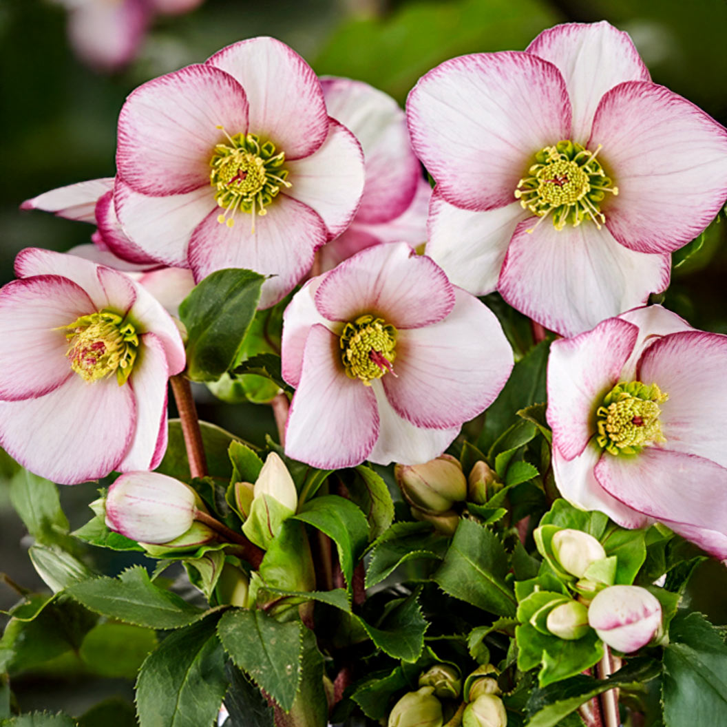 Ice n Roses® Picotee Helleborus