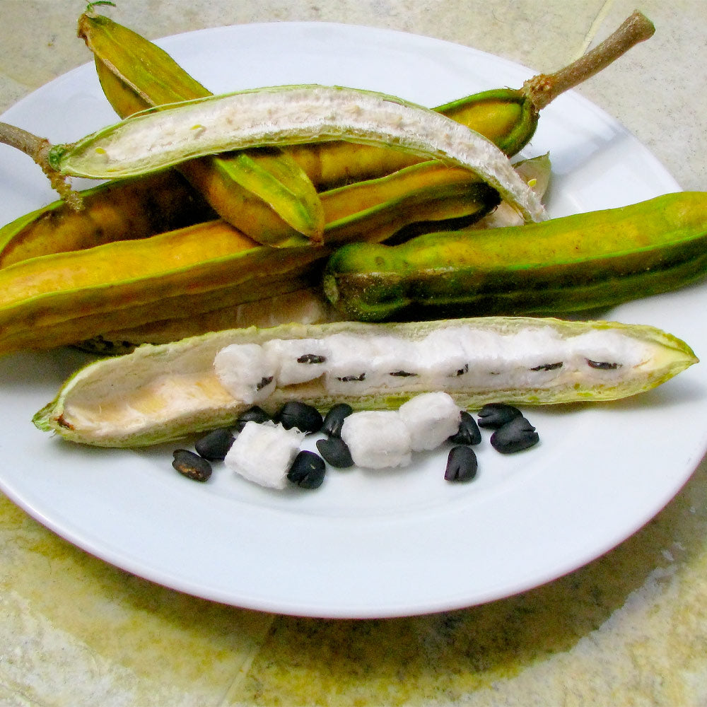 Ice Cream Bean Tree - Image 2