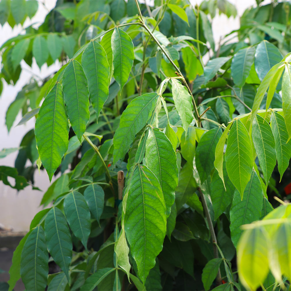 Ice Cream Bean Tree - Image 3