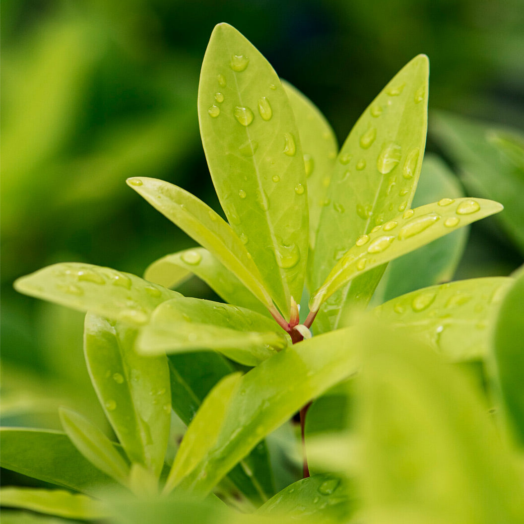 Southern Living® Florida Sunshine Illicium - Image 2