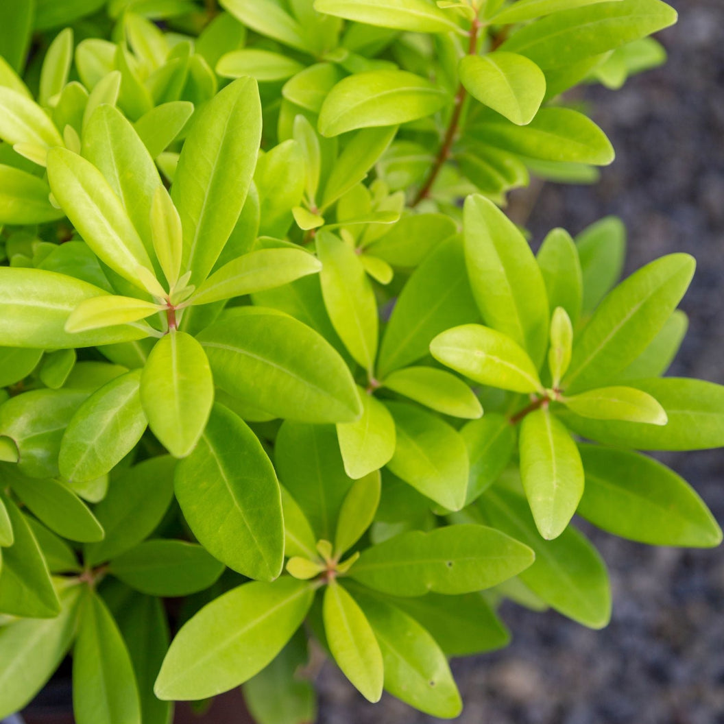 Southern Living® Florida Sunshine Illicium - Image 3