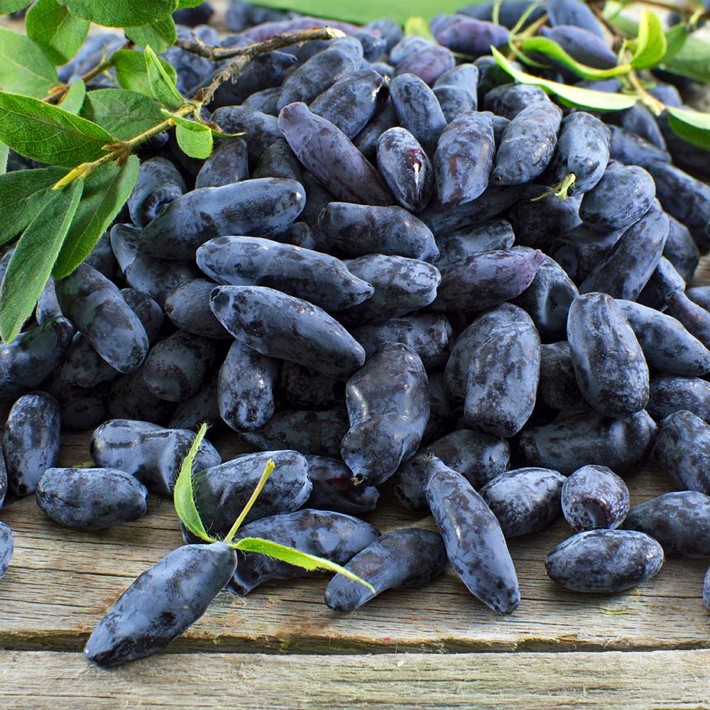 Indigo Gem Haskap (Honeyberry) Bush - Image 2