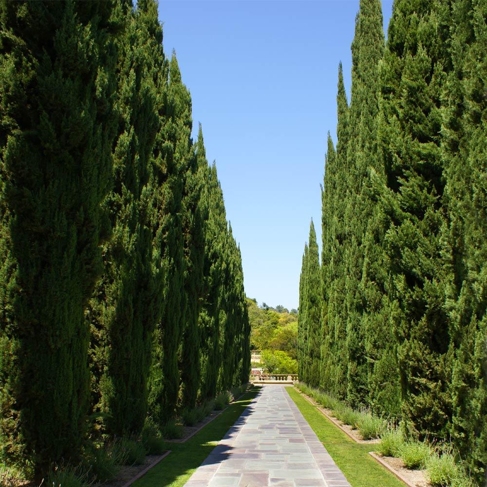 Italian Cypress Tree Arizona - Image 3