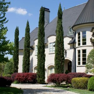 Italian Cypress Tree Arizona