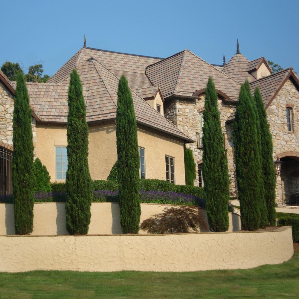 Italian Cypress Tree Arizona - Image 5