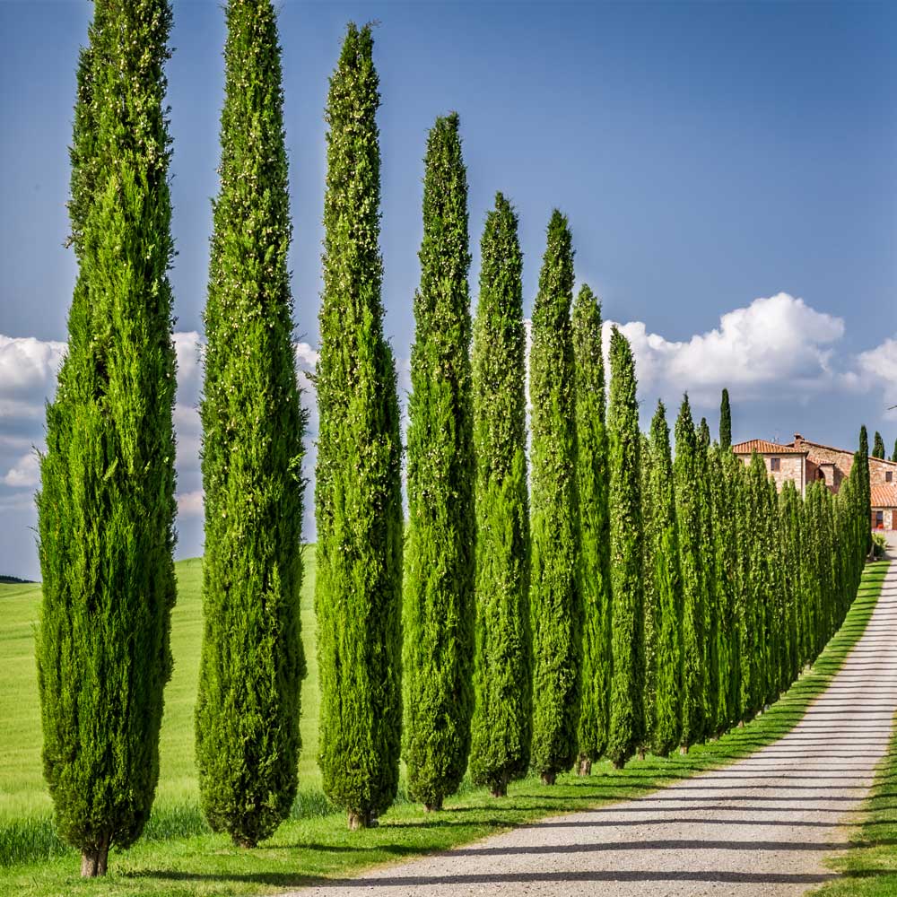 Italian Cypress Tree Arizona - Image 2
