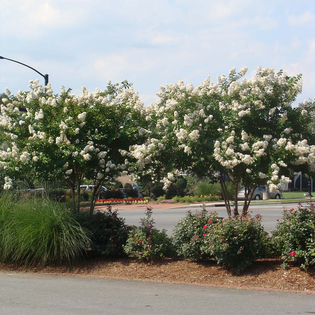 Colorama™ Ivory Crape Myrtle Tree - Image 2