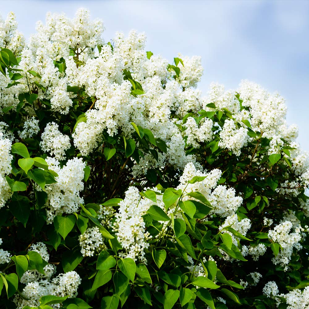 Ivory Silk Japanese Lilac Tree - Image 3
