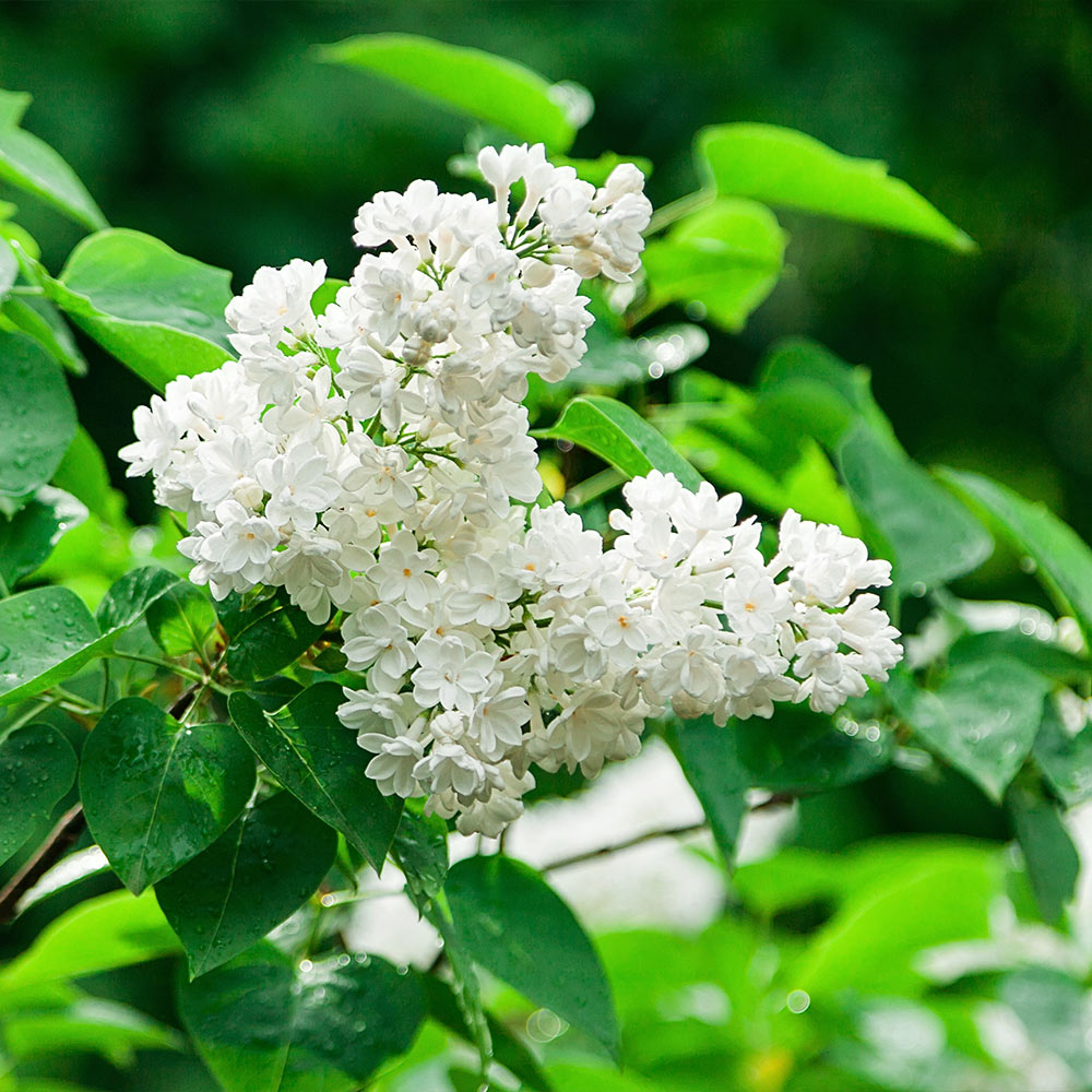 Ivory Silk Japanese Lilac Tree - Image 4