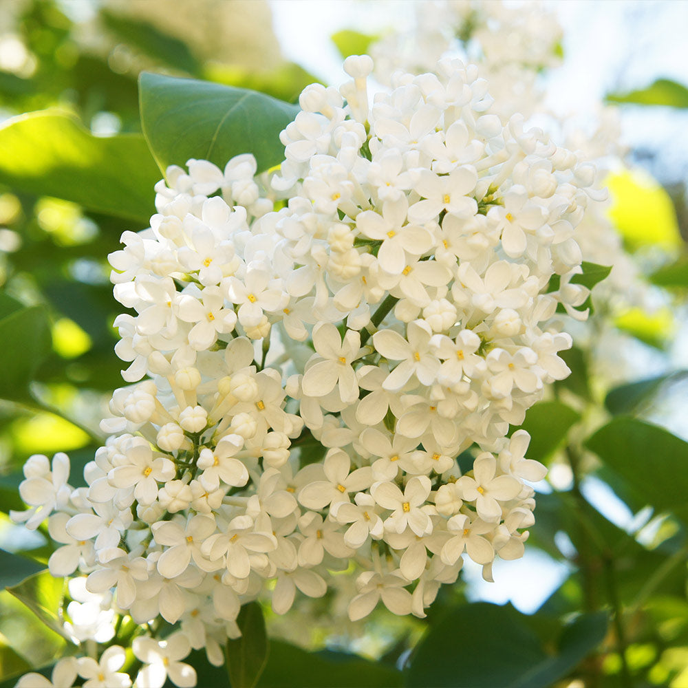 Ivory Silk Japanese Lilac Tree - Image 2
