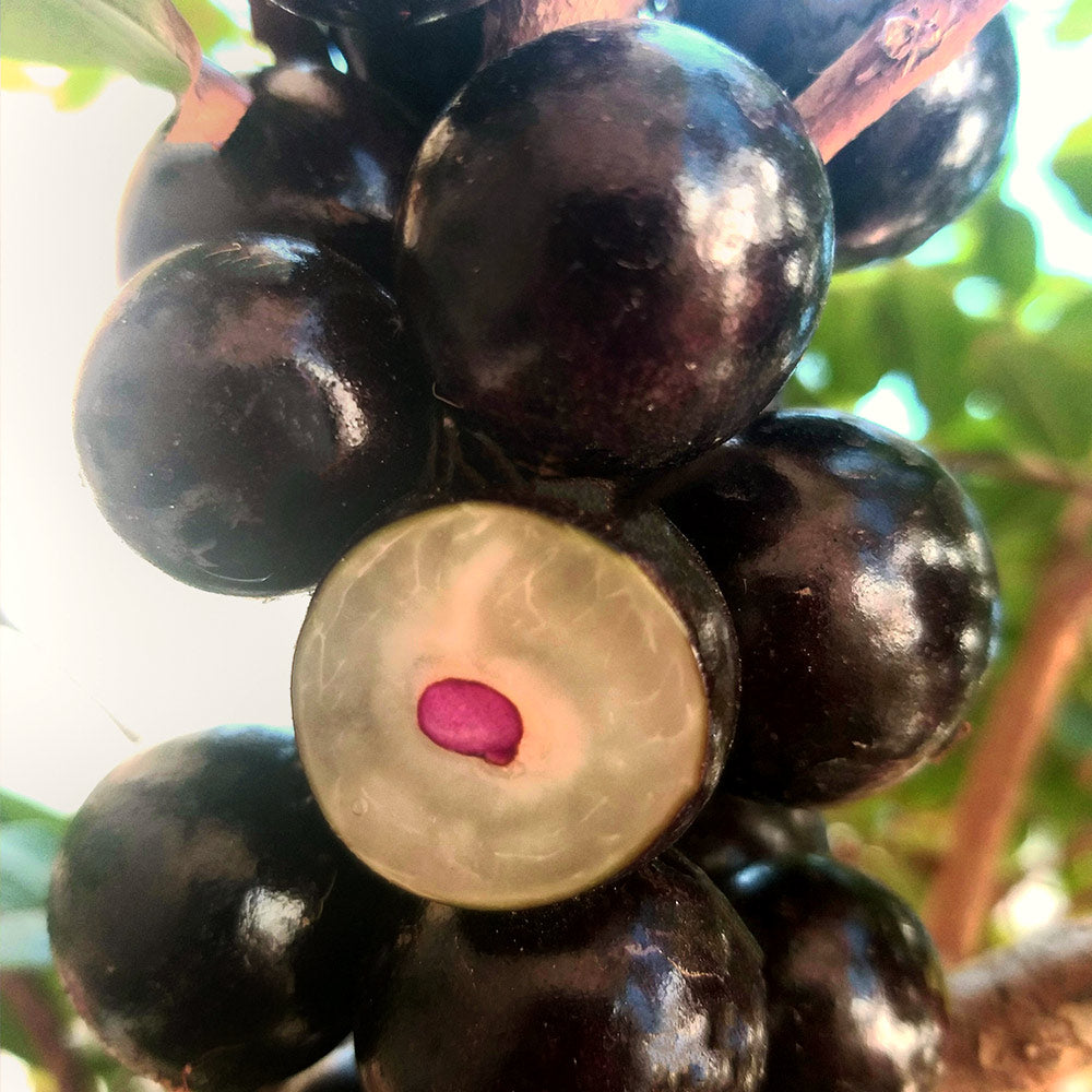 Jaboticaba Tree - Image 5