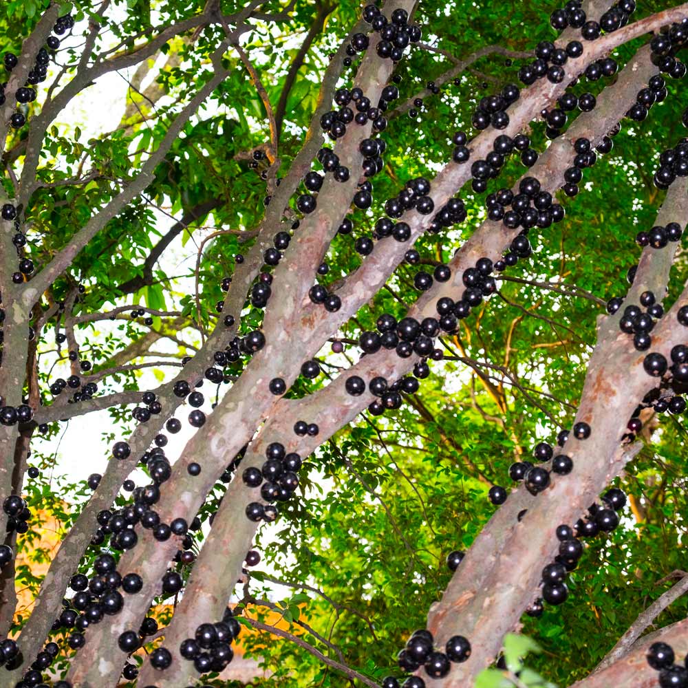 Jaboticaba Tree - Image 3