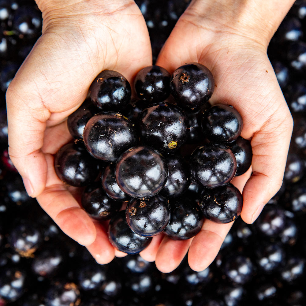 Jaboticaba Tree - Image 2