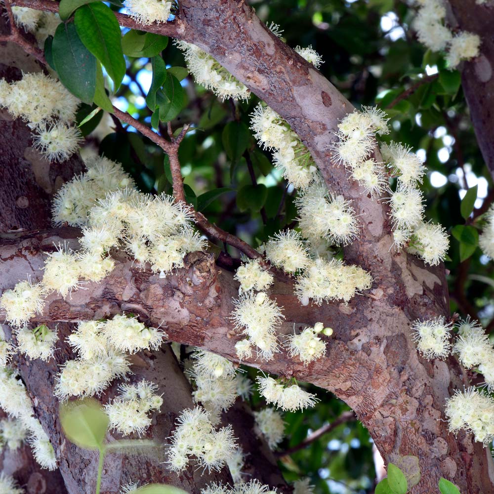 Jaboticaba Tree - Image 4