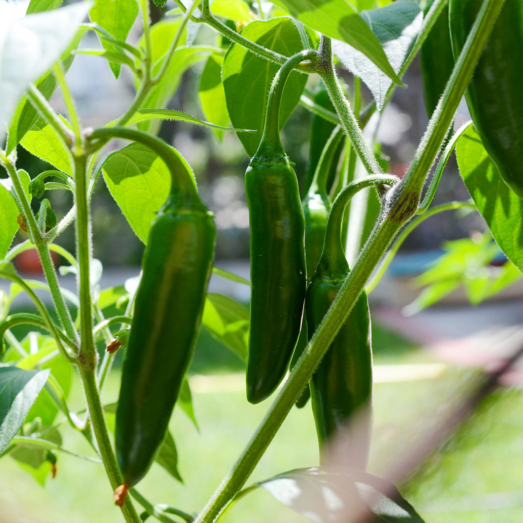 Patio Snack Organic Veggie 4 Pack Plant - Image 3