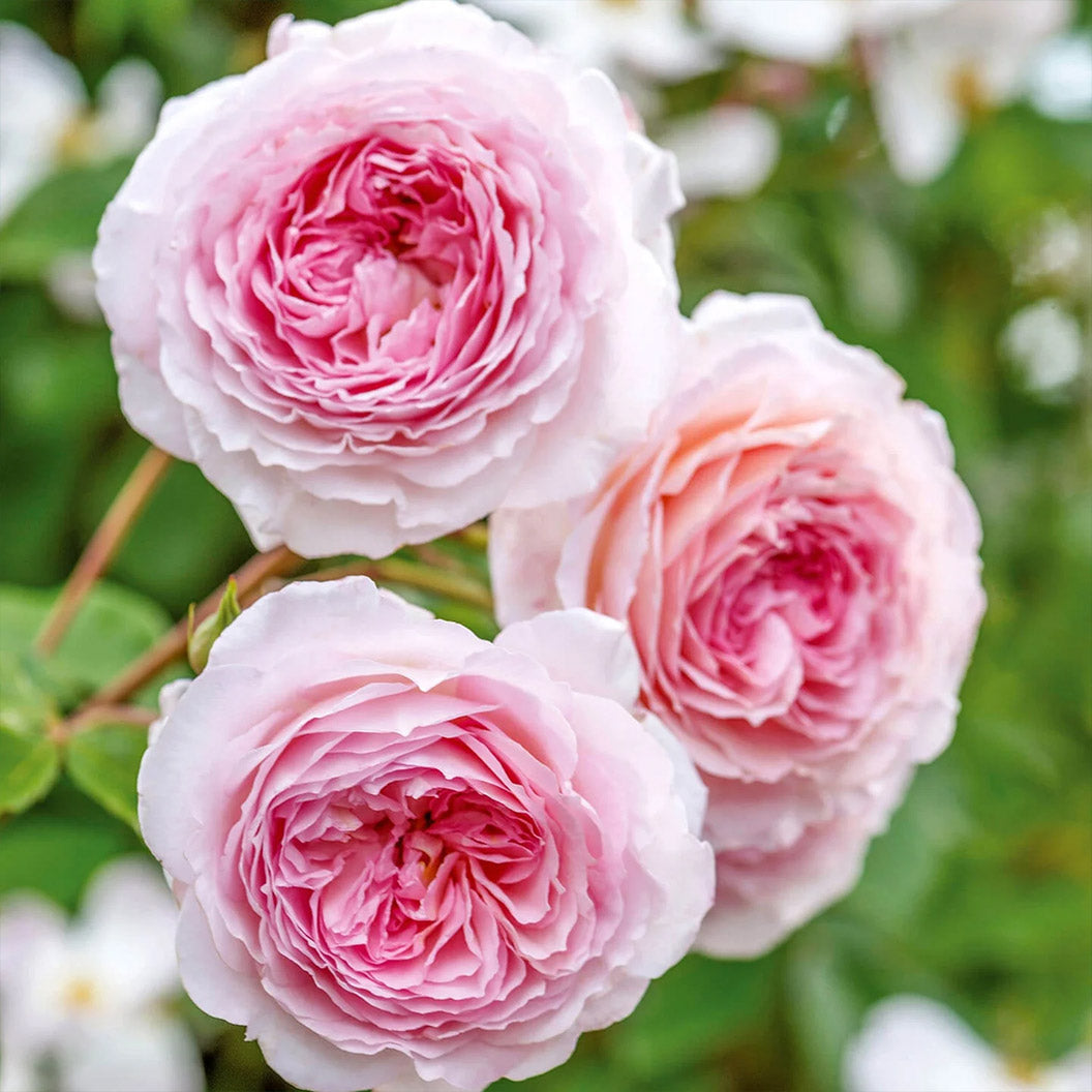 David Austin® James Galway® Rose Shrub - Image 2