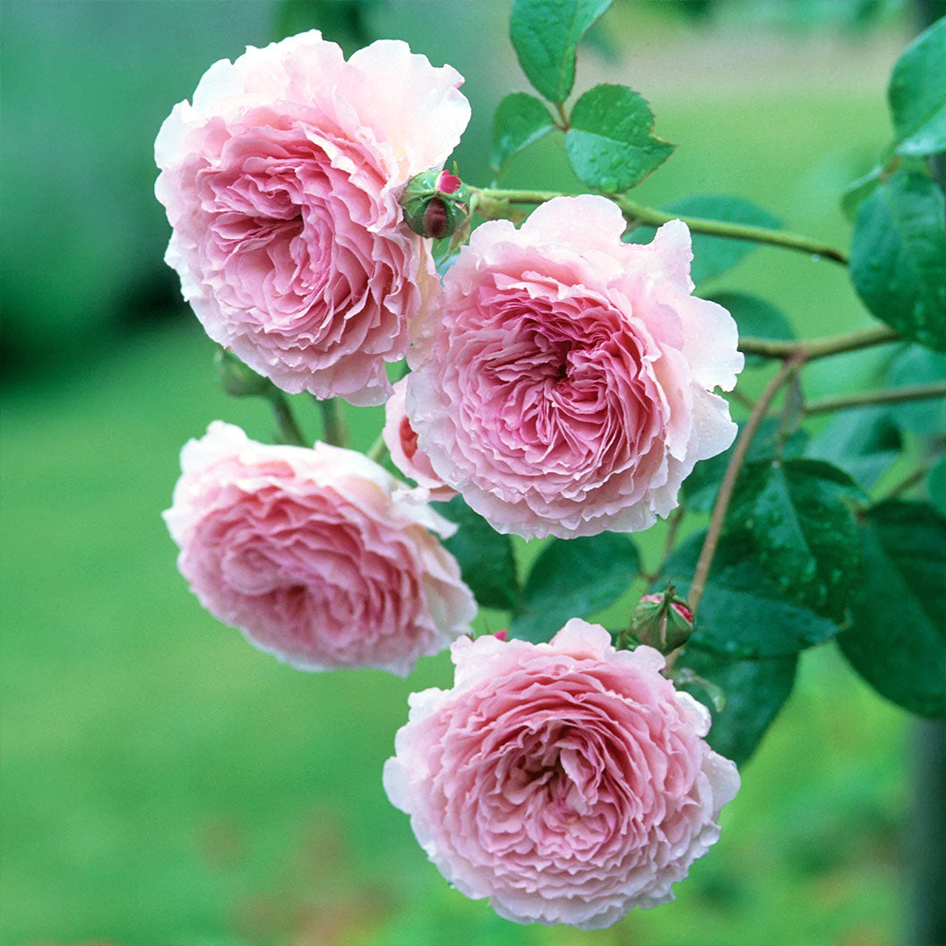 David Austin® James Galway® Rose Shrub - Image 4