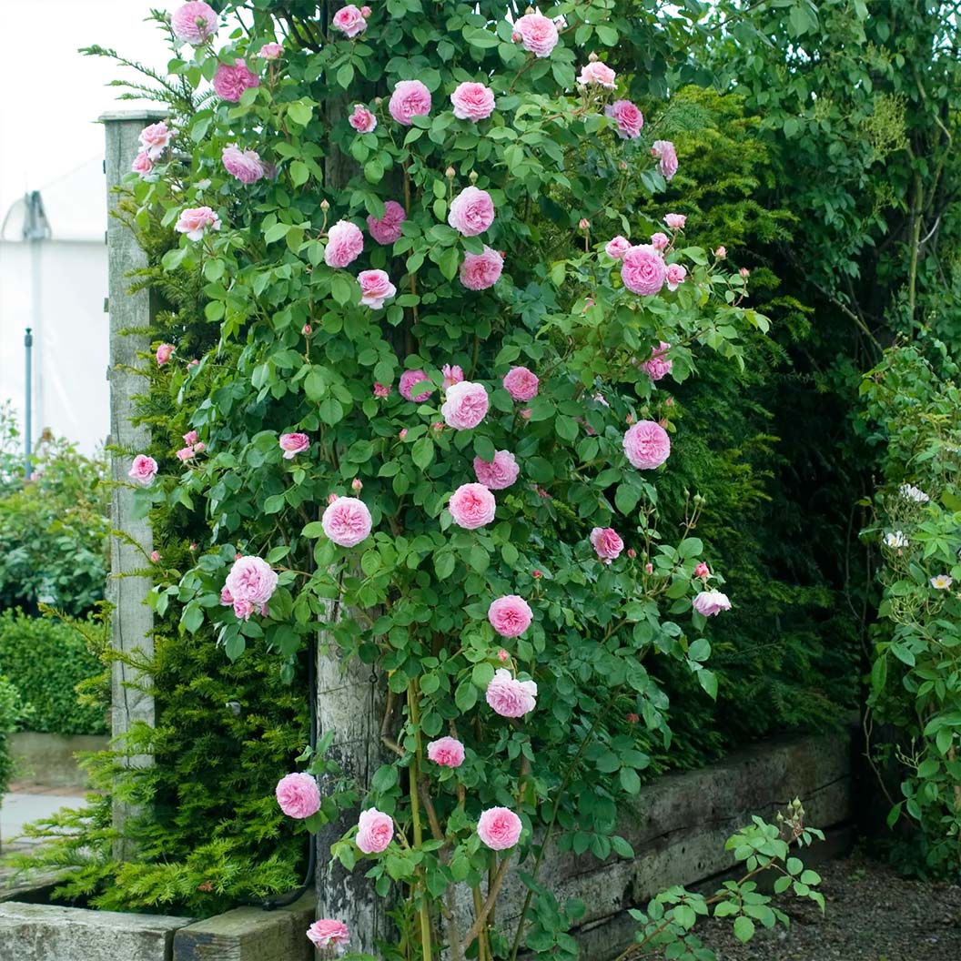 David Austin® James Galway® Rose Shrub - Image 3