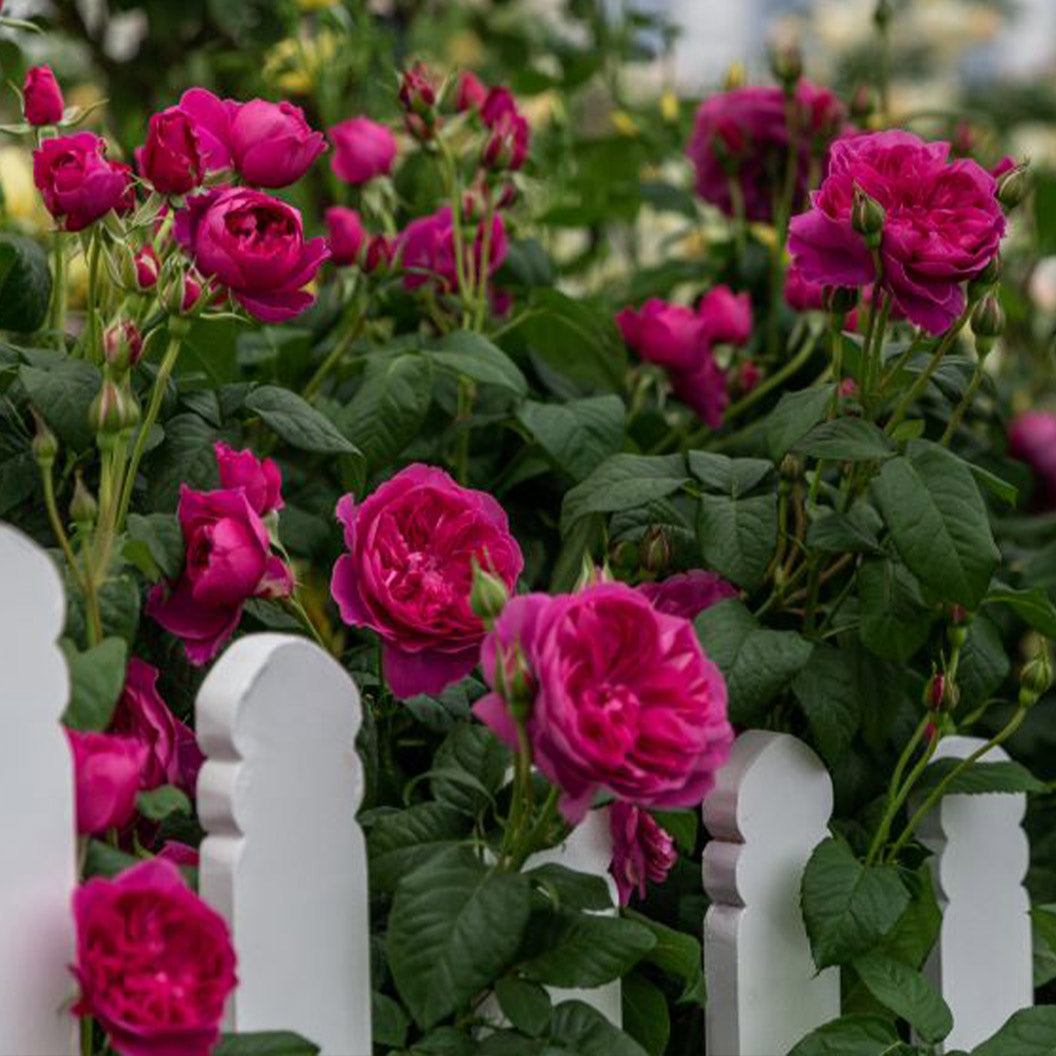 David Austin® James L. Austin™ Rose Shrub - Image 3