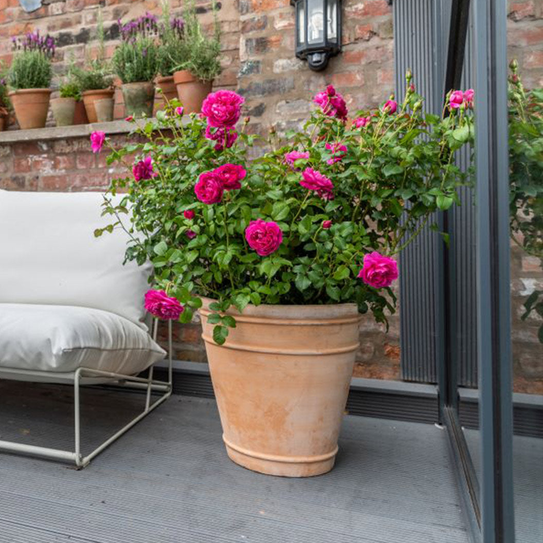 David Austin® James L. Austin™ Rose Shrub - Image 4