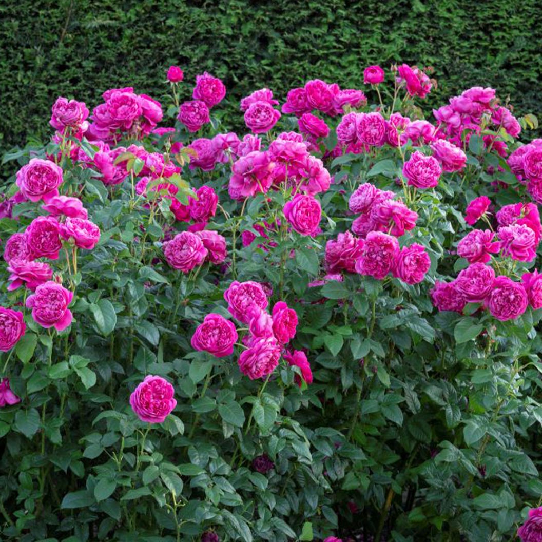 David Austin® James L. Austin™ Rose Shrub - Image 2