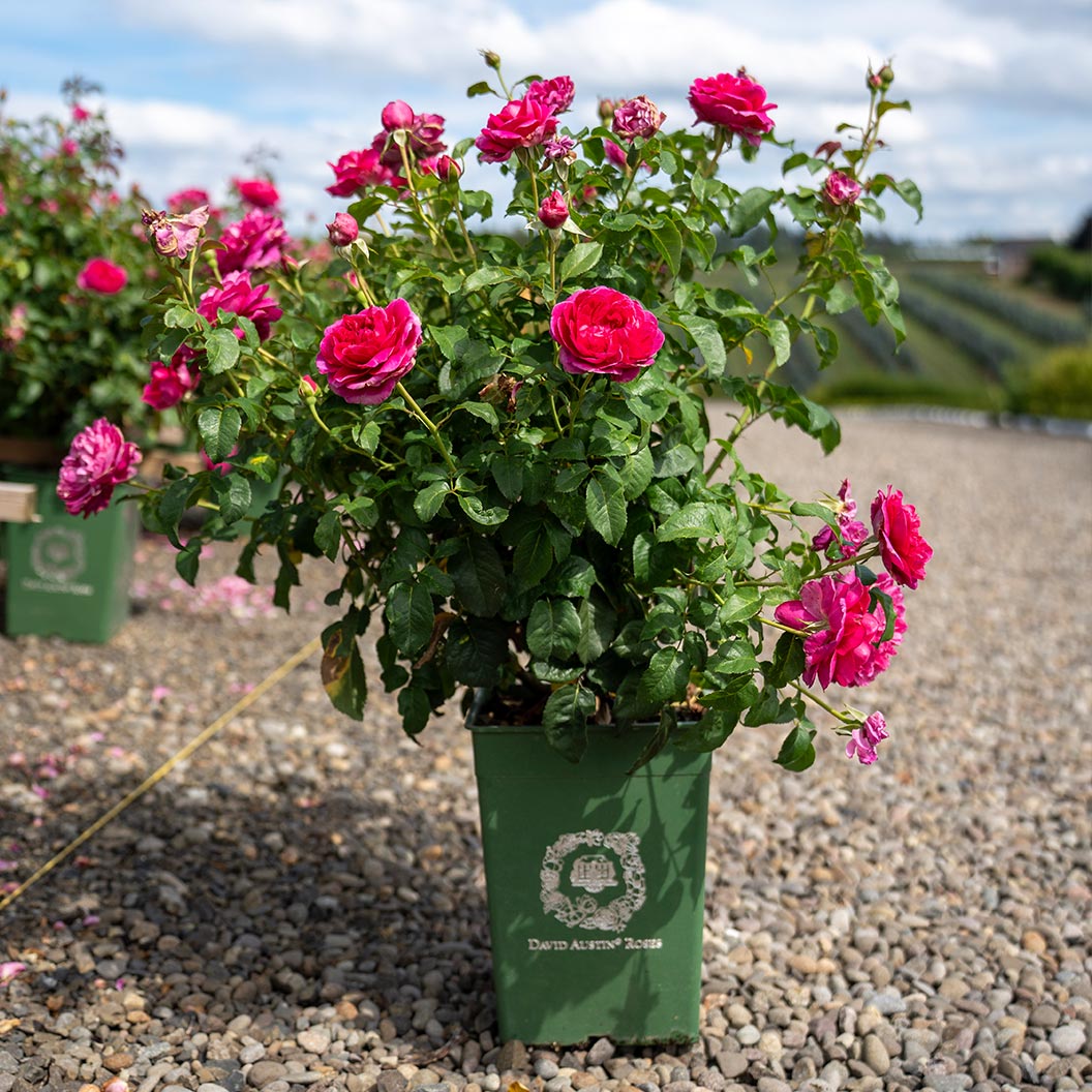 David Austin® James L. Austin™ Rose Shrub - Image 5