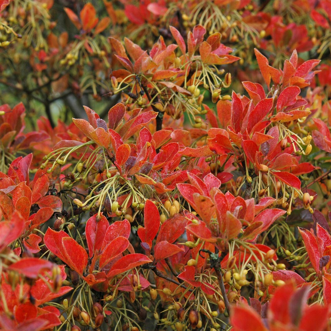 Jan Iseli Red® Enkianthus Shrub - Image 2